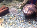 上野動物園 オオサンショウウオ