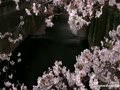 東京 目黒川の桜