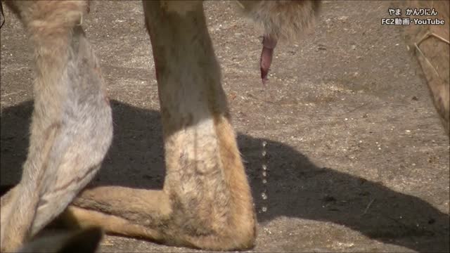 カンガルーが尿をする瞬間 - FC2 Video