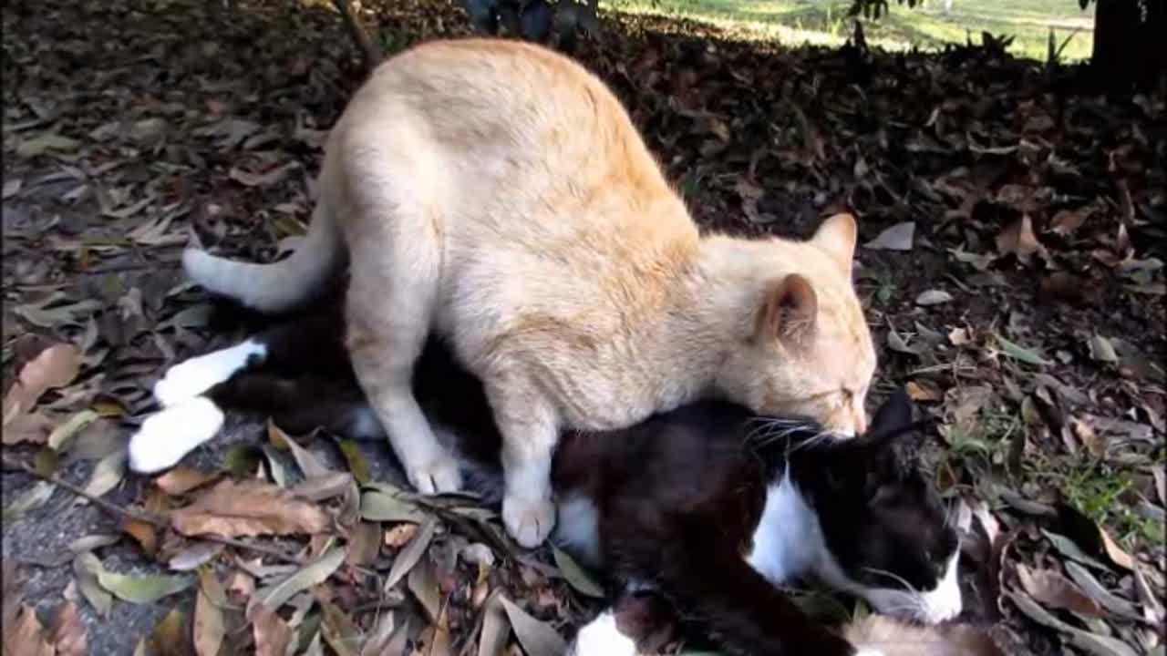 公園で猫のダブル交尾行動に遭遇！オス同士の交尾行動も！ - FC2動画